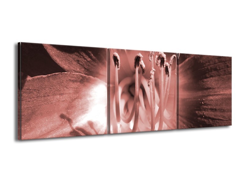 Canvas Schilderij Bloem | Bruin, Rood | 150x50cm 3Luik