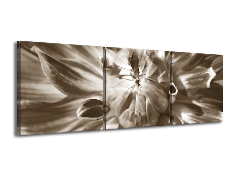 Canvas Schilderij Bloem | Sepia | 150x50cm 3Luik