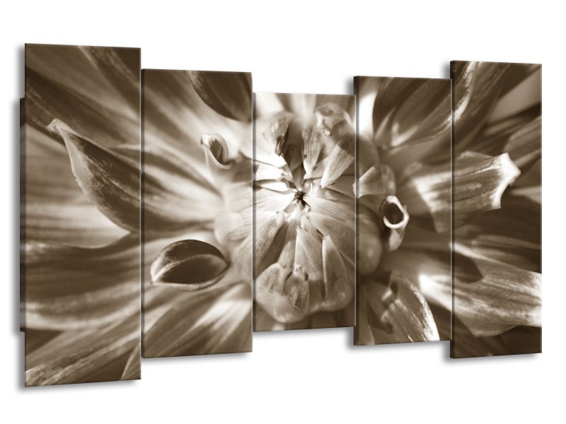 Canvas Schilderij Bloem | Sepia | 150x80cm 5Luik