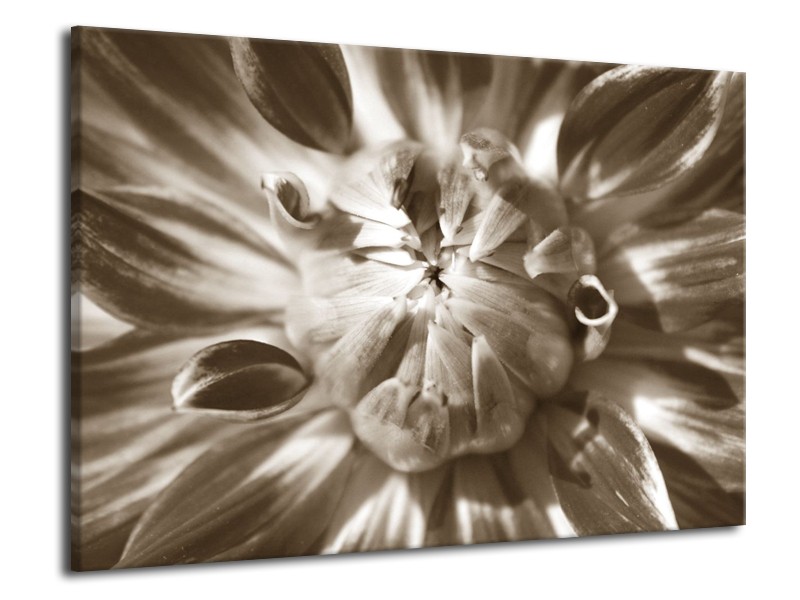 Canvas Schilderij Bloem | Sepia | 70x50cm 1Luik