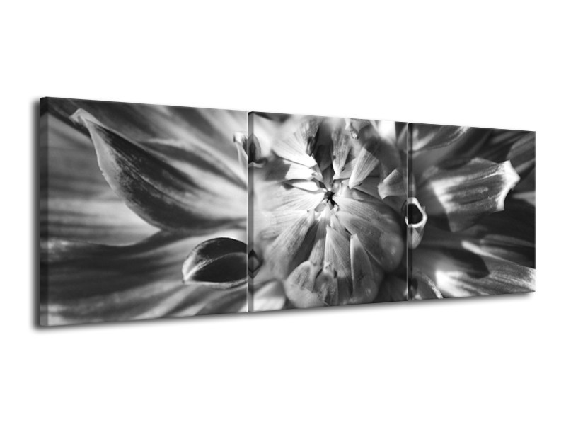 Glasschilderij Bloem | Zwart, Grijs | 120x40cm 3Luik