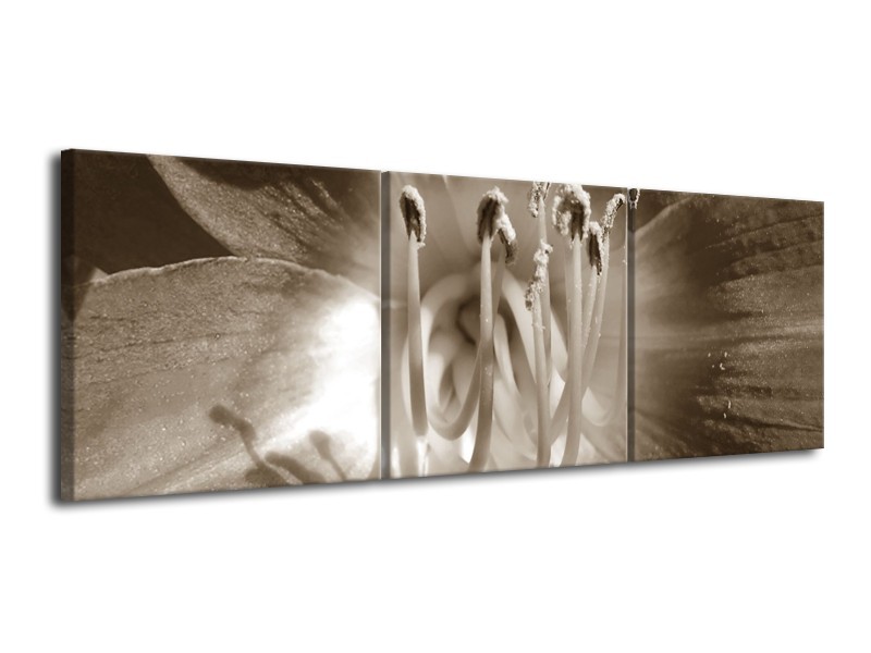 Glasschilderij Bloem | Sepia | 120x40cm 3Luik