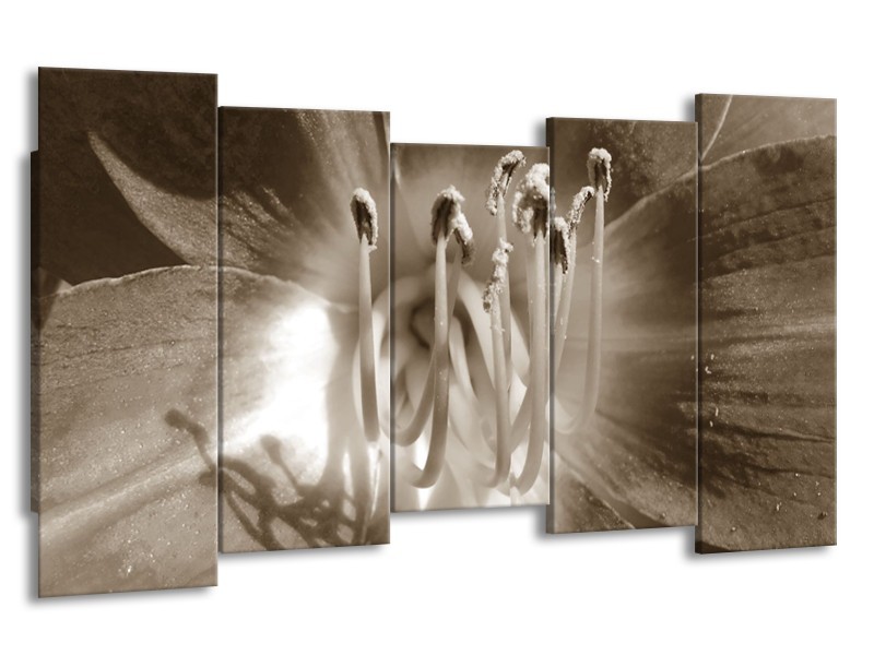 Canvas Schilderij Bloem | Sepia | 150x80cm 5Luik