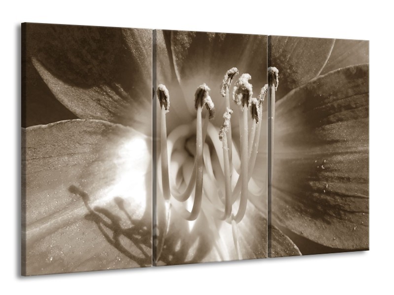 Canvas Schilderij Bloem | Sepia | 165x100cm 3Luik