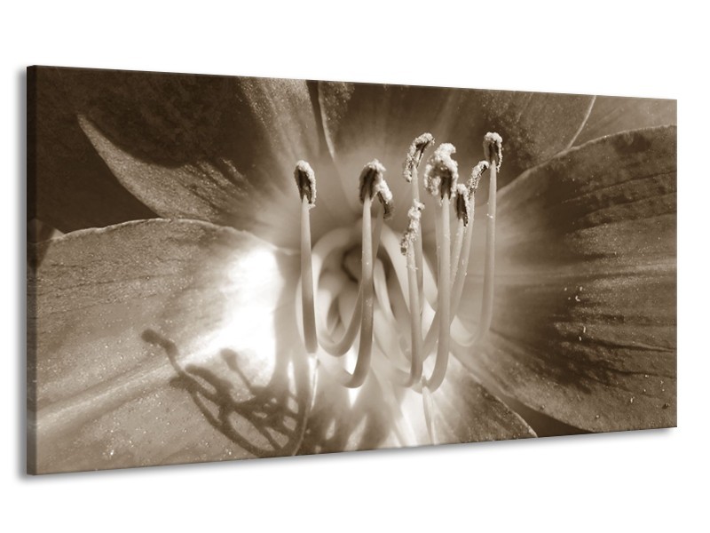 Canvas Schilderij Bloem | Sepia | 170x90cm 1Luik