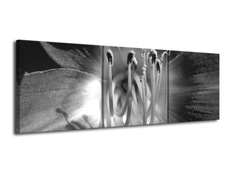 Canvas Schilderij Bloem | Zwart, Grijs | 120x40cm 3Luik