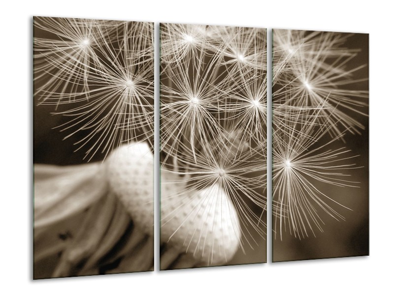 Glasschilderij Bloem | Sepia | 120x80cm 3Luik