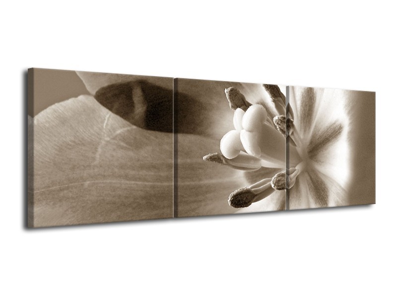 Canvas Schilderij Bloem | Sepia | 120x40cm 3Luik