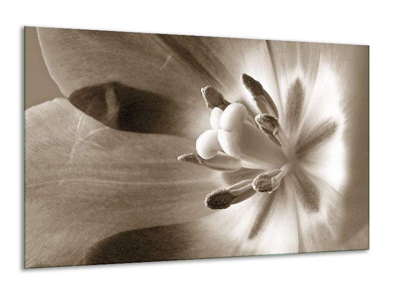 Glasschilderij Bloem | Sepia | 120x70cm 1Luik