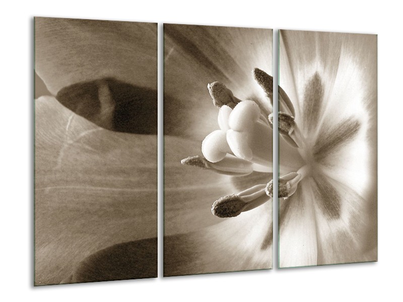 Glasschilderij Bloem | Sepia | 120x80cm 3Luik