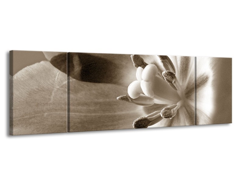 Canvas Schilderij Bloem | Sepia | 170x50cm 3Luik