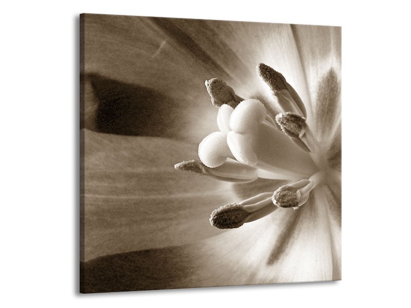 Canvas Schilderij Bloem | Sepia | 50x50cm 1Luik