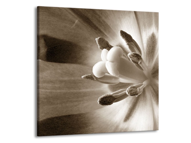 Glasschilderij Bloem | Sepia | 70x70cm 1Luik