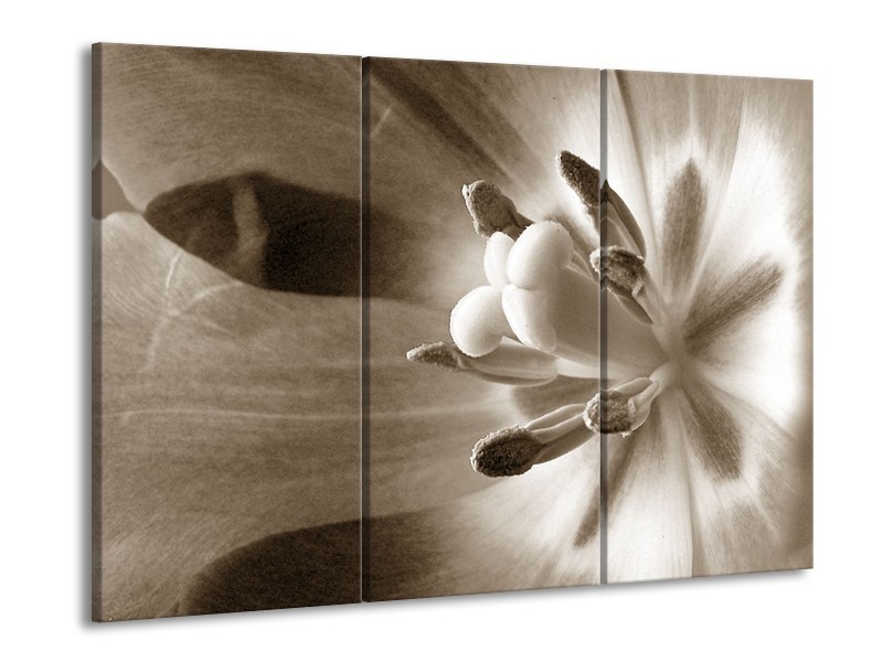 Canvas Schilderij Bloem | Sepia | 60x90cm 3Luik