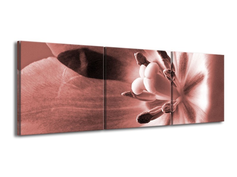 Glasschilderij Bloem | Bruin, Rood | 150x50cm 3Luik