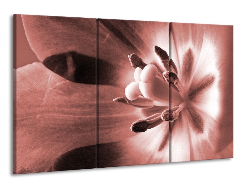 Glasschilderij Bloem | Bruin, Rood | 165x100cm 3Luik