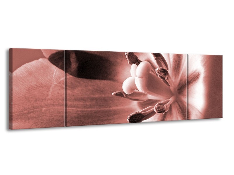 Glasschilderij Bloem | Bruin, Rood | 170x50cm 3Luik