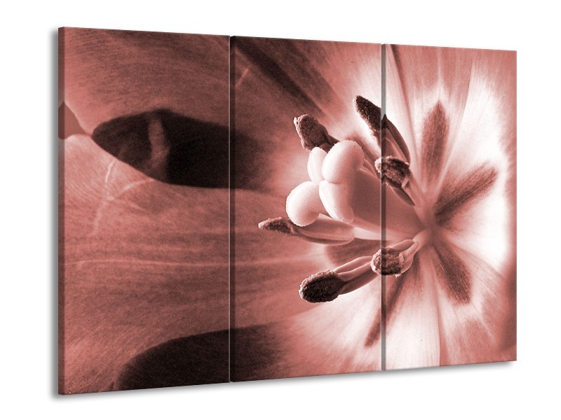 Glasschilderij Bloem | Bruin, Rood | 60x90cm 3Luik