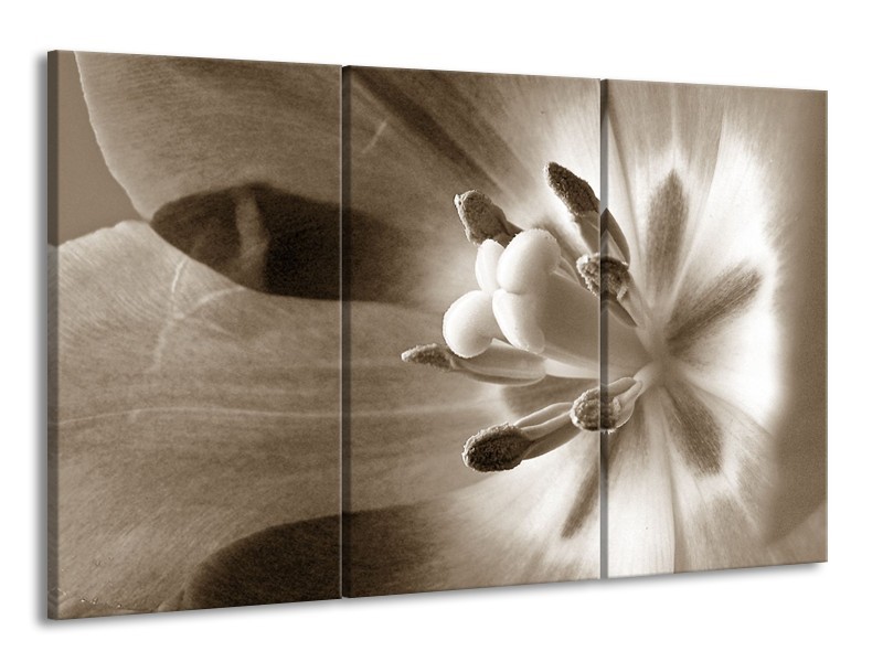 Glasschilderij Bloem | Sepia | 165x100cm 3Luik