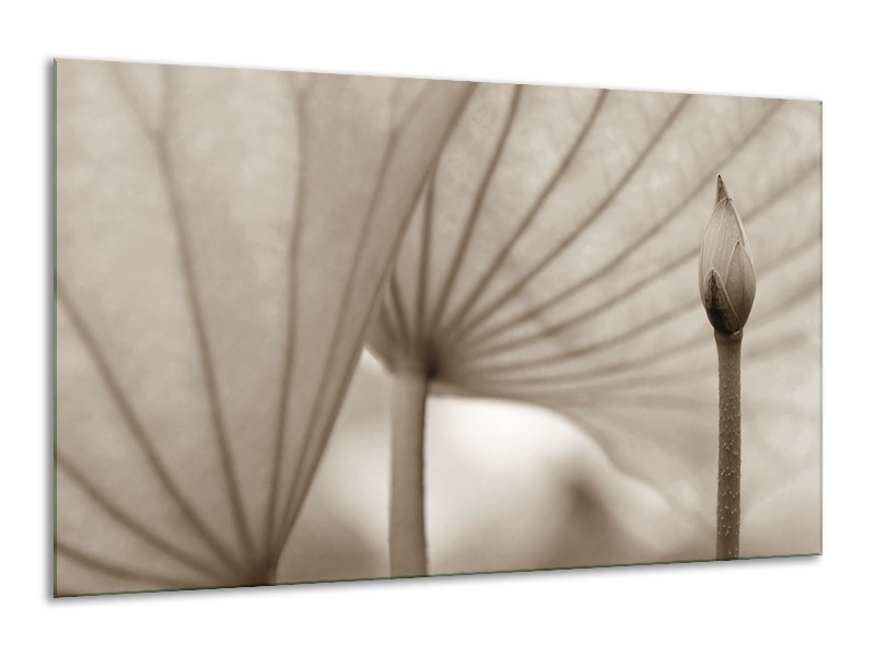 Glasschilderij Bloem | Sepia | 120x70cm 1Luik