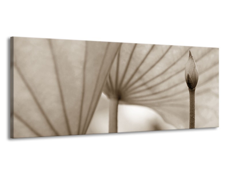 Glasschilderij Bloem | Sepia | 145x58cm 1Luik