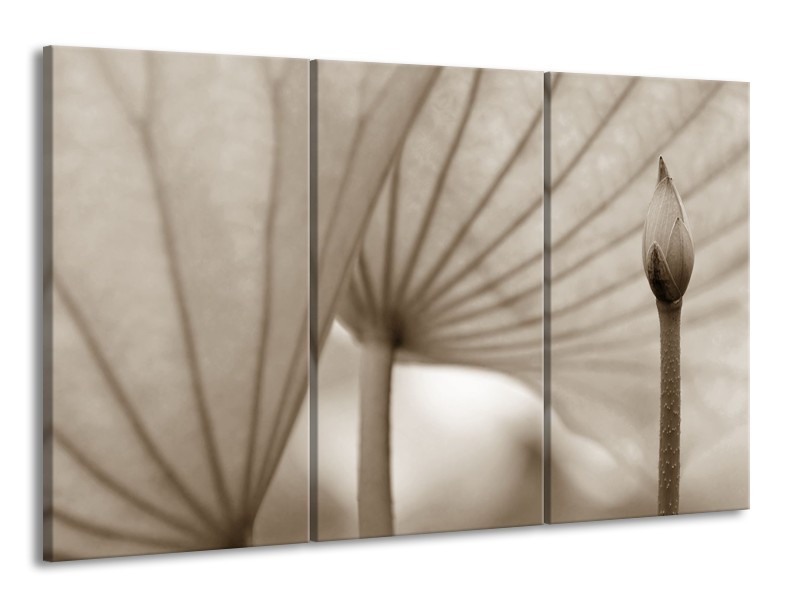 Canvas Schilderij Bloem | Sepia | 165x100cm 3Luik