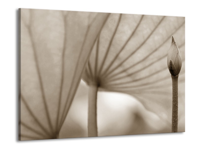 Canvas Schilderij Bloem | Sepia | 100x70cm 1Luik
