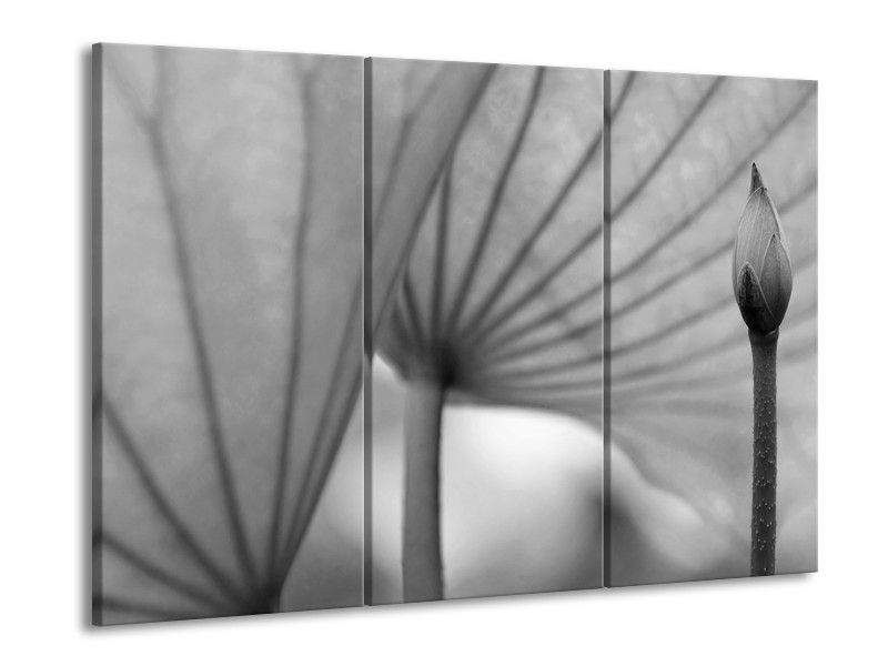 Canvas Schilderij Bloem | Grijs | 60x90cm 3Luik