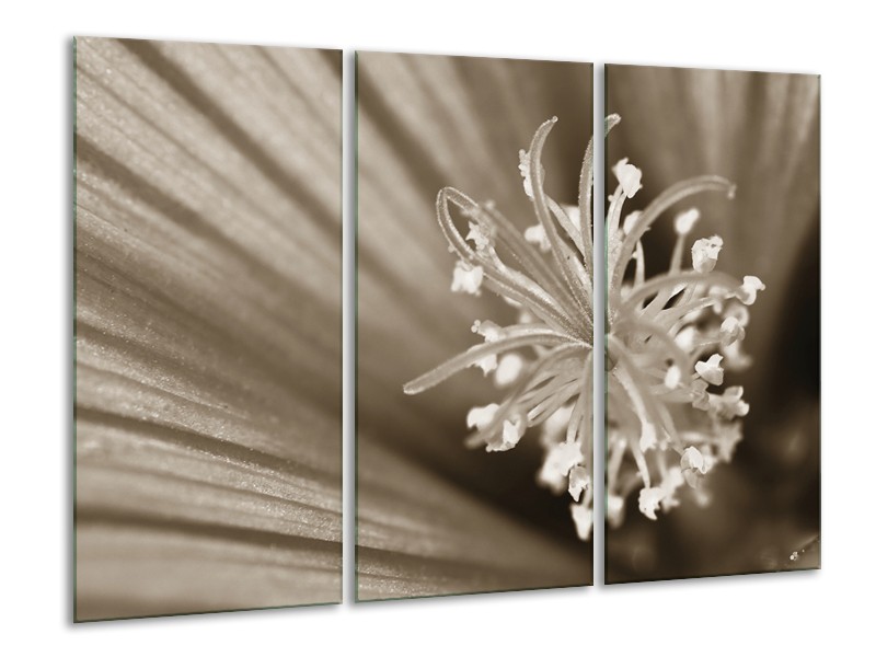 Glasschilderij Bloem | Sepia | 120x80cm 3Luik