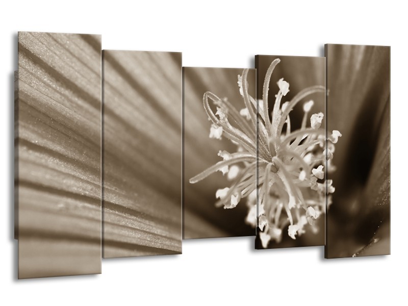 Canvas Schilderij Bloem | Sepia | 150x80cm 5Luik