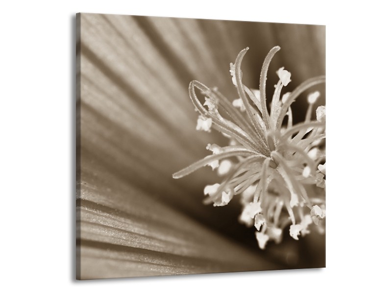 Canvas Schilderij Bloem | Sepia | 70x70cm 1Luik