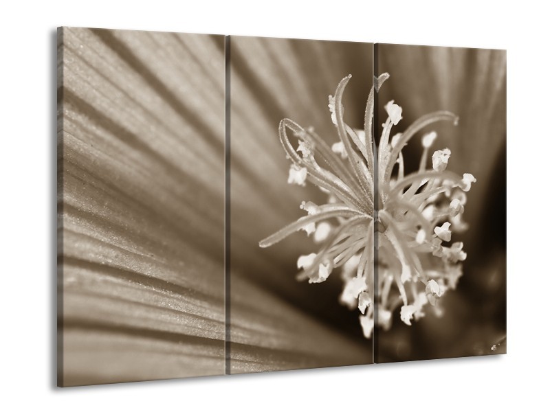 Canvas Schilderij Bloem | Sepia | 60x90cm 3Luik