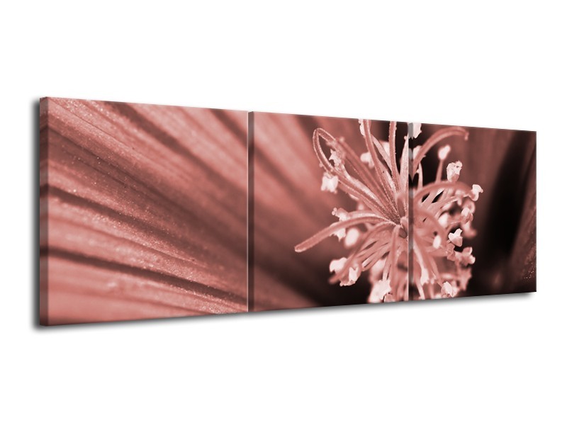 Canvas Schilderij Bloem | Bruin, Rood | 120x40cm 3Luik