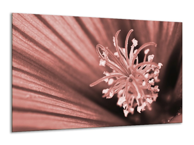 Glasschilderij Bloem | Bruin, Rood | 120x70cm 1Luik