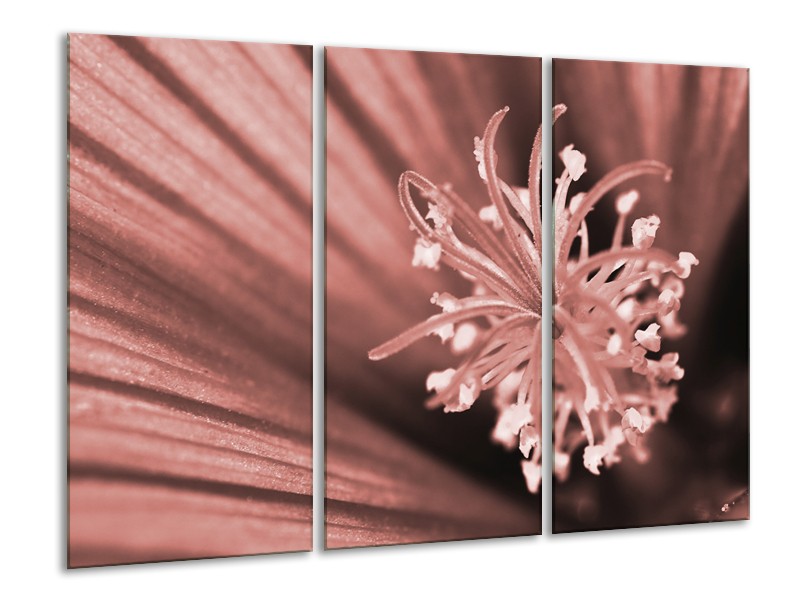 Glasschilderij Bloem | Bruin, Rood | 120x80cm 3Luik