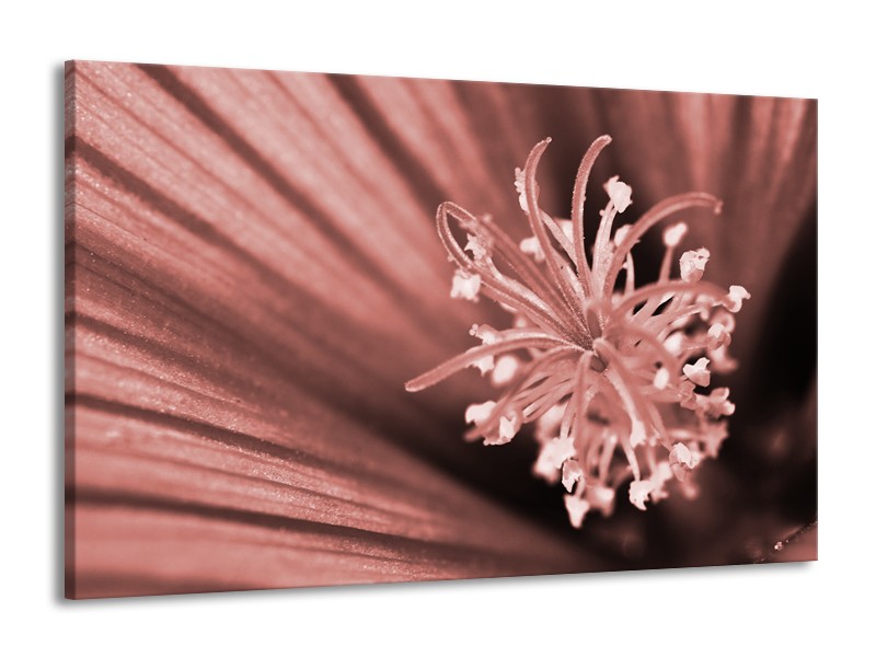 Glasschilderij Bloem | Bruin, Rood | 140x90cm 1Luik