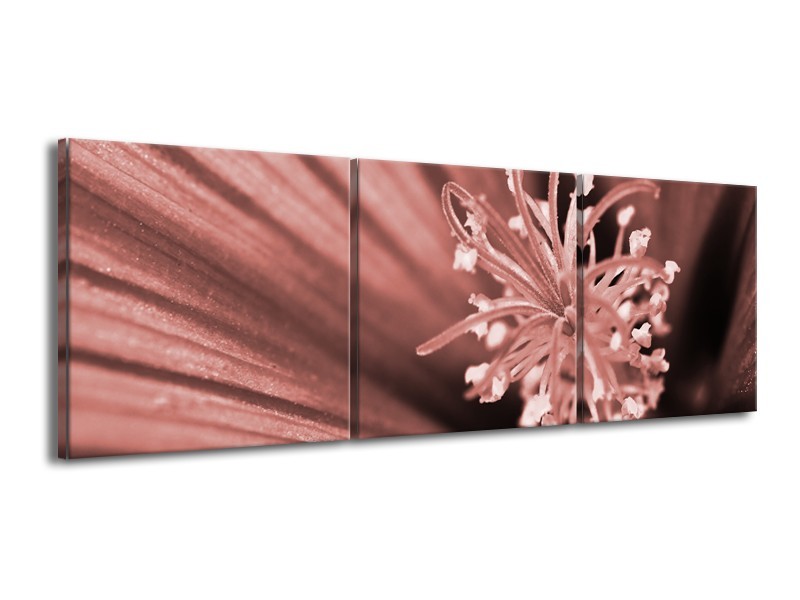 Canvas Schilderij Bloem | Bruin, Rood | 150x50cm 3Luik