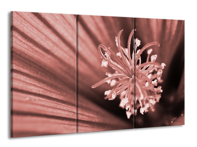 Glasschilderij Bloem | Bruin, Rood | 165x100cm 3Luik