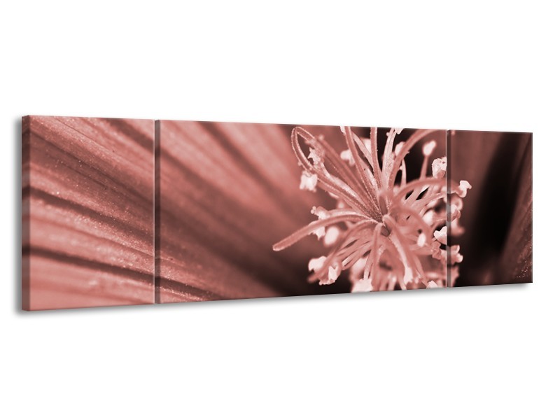 Glasschilderij Bloem | Bruin, Rood | 170x50cm 3Luik