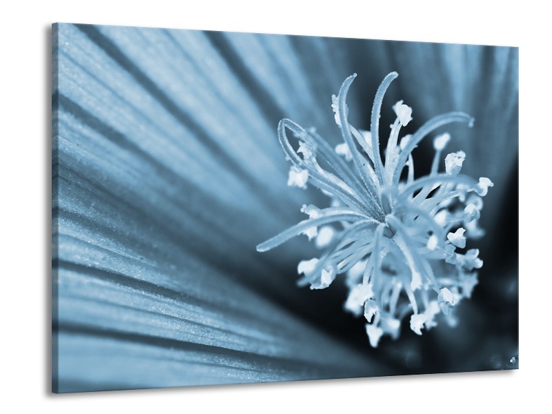 Glasschilderij Bloem | Blauw | 100x70cm 1Luik