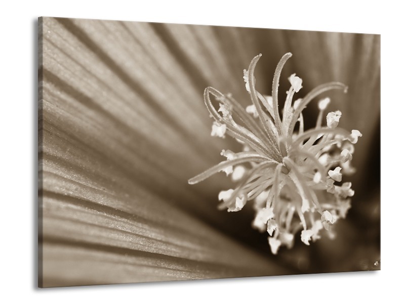 Canvas Schilderij Bloem | Sepia | 100x70cm 1Luik