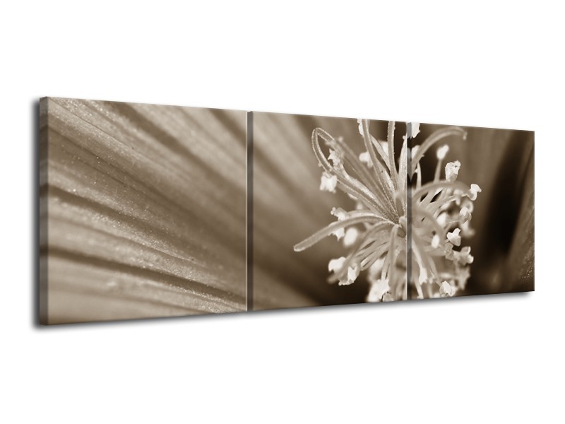 Glasschilderij Bloem | Sepia | 120x40cm 3Luik