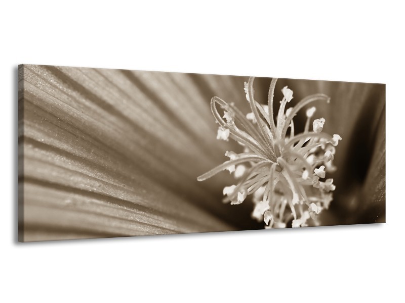 Glasschilderij Bloem | Sepia | 145x58cm 1Luik