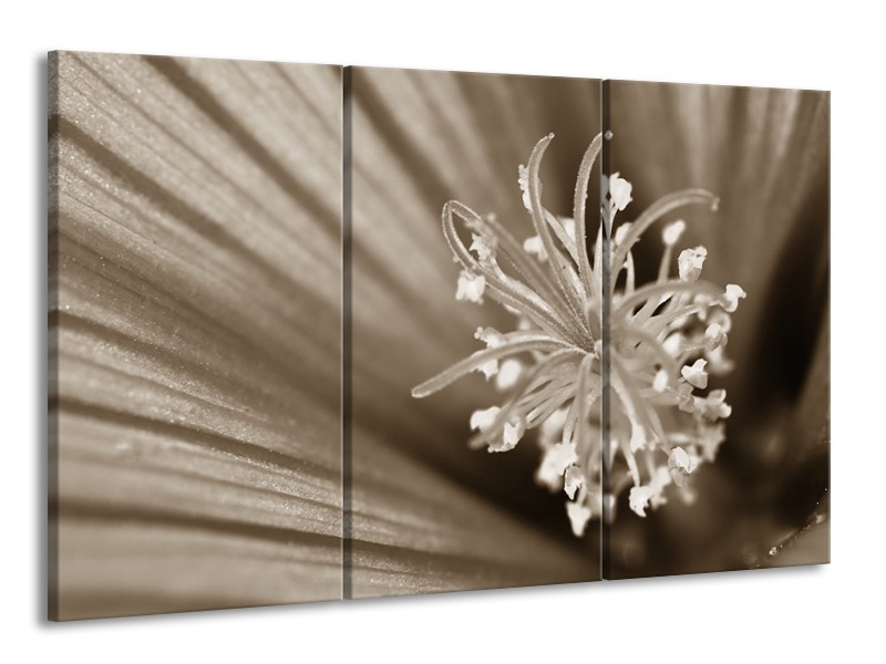 Glasschilderij Bloem | Sepia | 165x100cm 3Luik