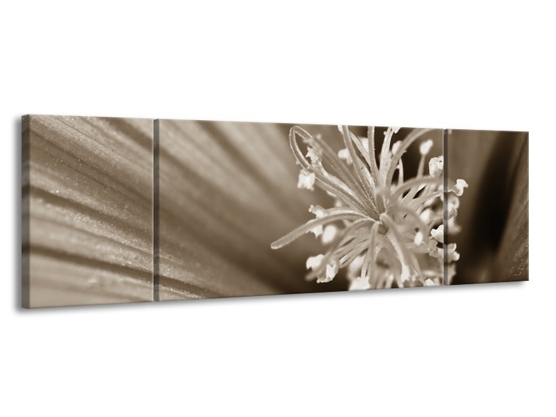 Glasschilderij Bloem | Sepia | 170x50cm 3Luik