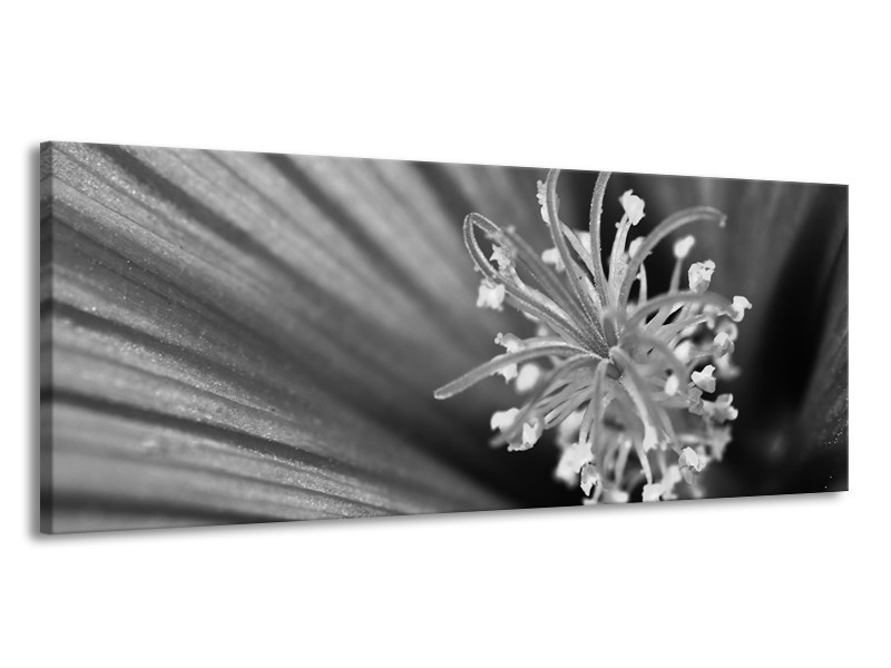 Glasschilderij Bloem | Zwart, Grijs, Wit | 145x58cm 1Luik