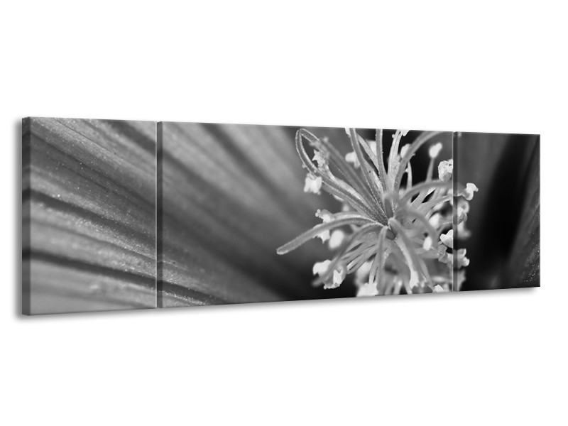 Glasschilderij Bloem | Zwart, Grijs, Wit | 170x50cm 3Luik