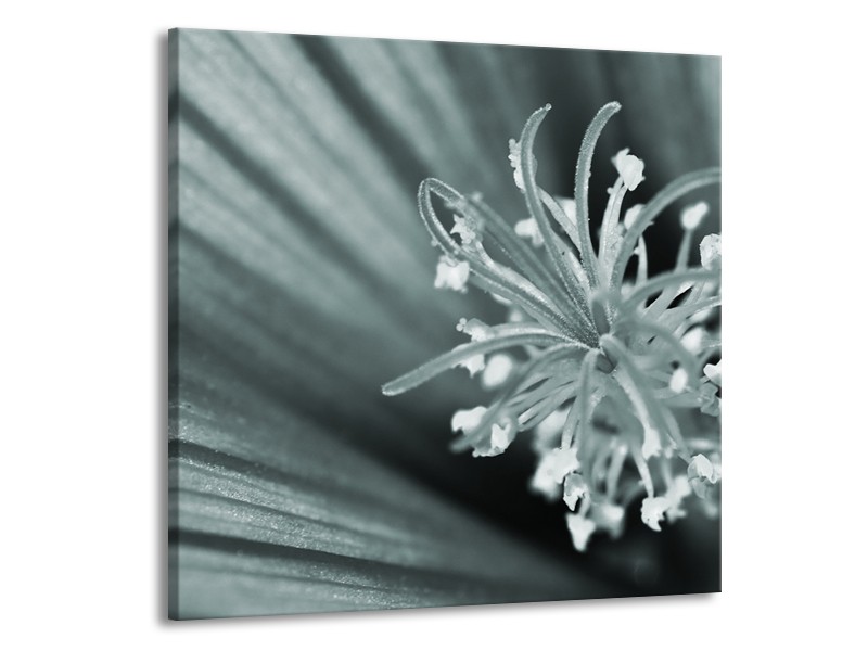 Canvas Schilderij Bloem | Grijs, Groen | 70x70cm 1Luik
