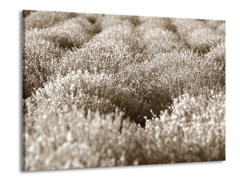 Canvas Schilderij Bloemen | Sepia | 100x70cm 1Luik