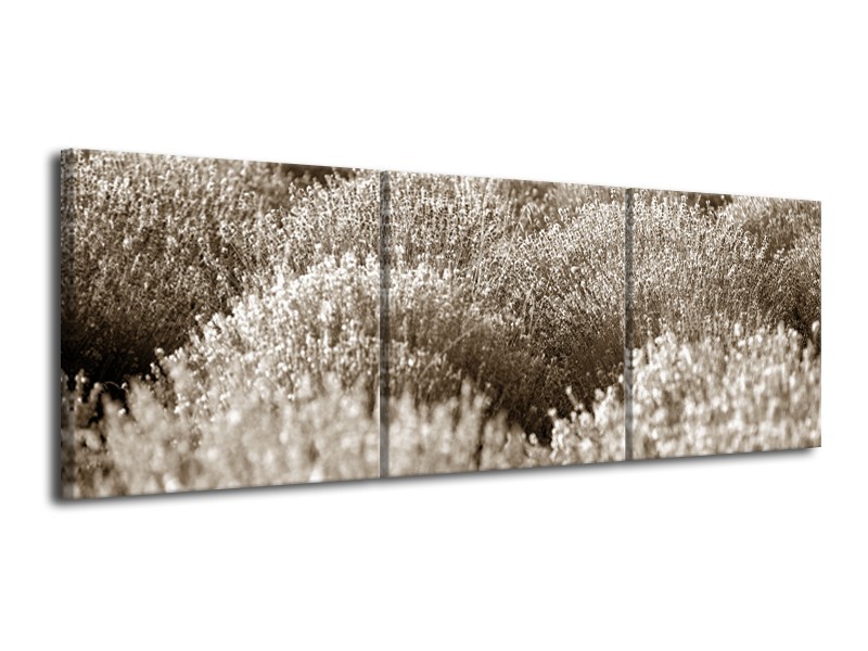 Canvas Schilderij Bloemen | Sepia | 120x40cm 3Luik